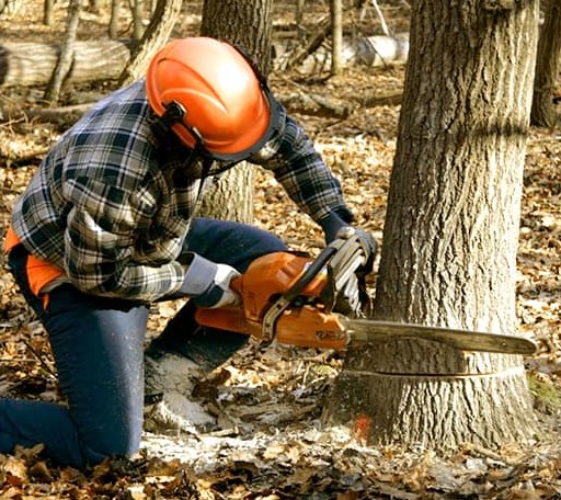 Tree Removal in Strathmore, CA